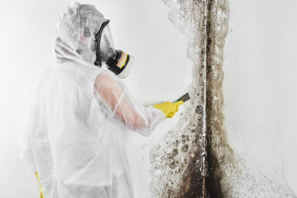Best Emergency Mold Remediation in Hamburg, IA