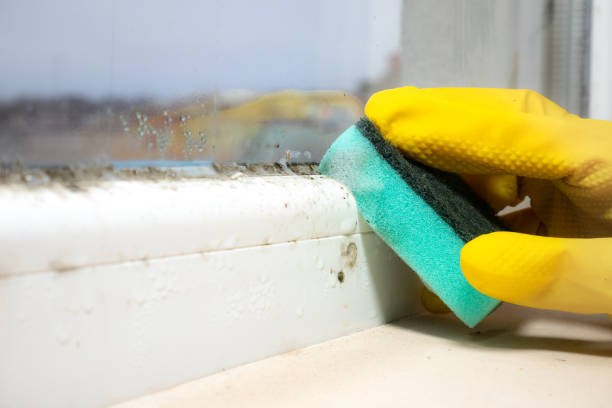 Best HVAC Mold Remediation in Hamburg, IA