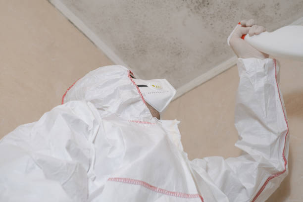 Best DIY Mold Remediation Support Services in Hamburg, IA