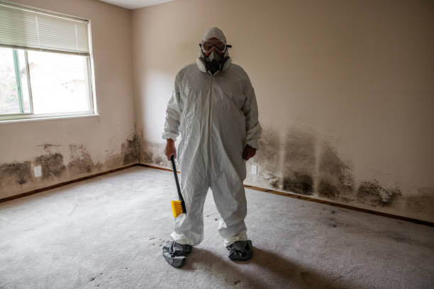 Best Commercial Mold Remediation in Hamburg, IA