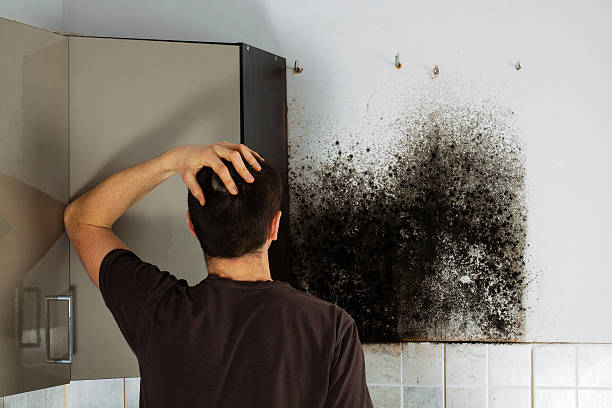 Best Basement Mold Remediation in Hamburg, IA