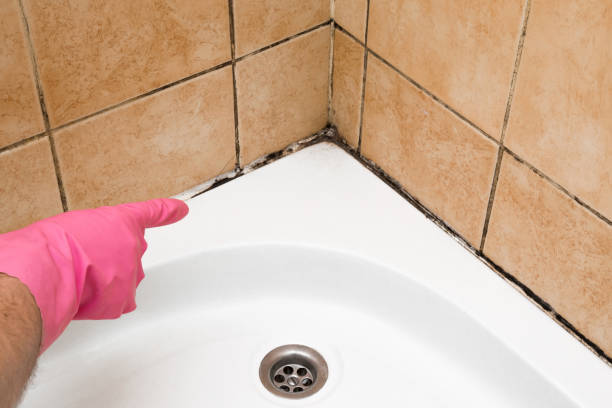 Best Crawl Space Mold Remediation in Hamburg, IA